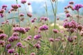 Verbena garden close up