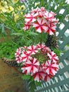 Verbena growing in small space garden potted plants Royalty Free Stock Photo