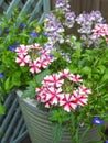 Verbena growing in small space garden potted plants Royalty Free Stock Photo