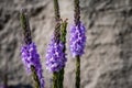 Verbena hastata American Vervain, Blue Vervain, Simpler`s Joy or Swamp Verbena. A flowering plant in the Vervain family, Royalty Free Stock Photo