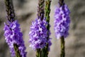 Verbena hastata American Vervain, Blue Vervain, Simpler`s Joy or Swamp Verbena. A flowering plant in the Vervain family, Royalty Free Stock Photo