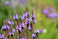 Verbena hastata beautiful purple flowers