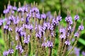 Verbena hastata beautiful purple flowers Royalty Free Stock Photo