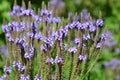 Verbena hastata beautiful purple flowers