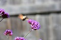 Verbena and Hummingbird Hawkmoth - Macroglossom stellatarum Royalty Free Stock Photo