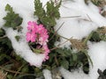 Verbena hybrida in the Snow