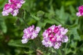 Verbena hybrida vervain ornamental colorful garden flowers in bloom, beautiful flowering plants