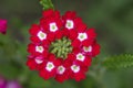 Verbena hybrida vervain ornamental colorful garden flowers in bloom, beautiful flowering plants, green leaves
