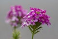 Verbena hybrida vervain ornamental colorful garden flowers in bloom, beautiful flowering plants