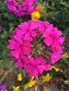 Verbena hybrida Voss, Shooting in spring