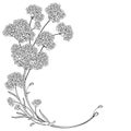 Vector corner bouquet of outline Verbena or Argentinian vervain flower in black isolated on white background. Royalty Free Stock Photo