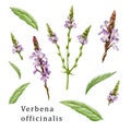 Verbena officinalis herb element organic set. Hand drawn vervain plant collection. Purple natural organic flowers with