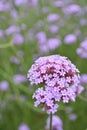 Verbena officinalis L.