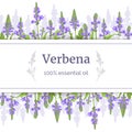 Verbena plant card template with copy space on stripe. Stems. Verbenaceae medicinal herb vector Illustration Royalty Free Stock Photo