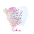 Verbena Plant Placed on the Watercolor Brush Strokes