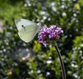 Verbena plant with small white butterfly perched on flowers