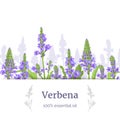 Verbena plant. Stems and flowers. Verbenaceae medicinal herb vector Illustration. Stripe label, copy space Royalty Free Stock Photo