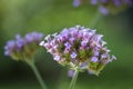 Verbena purple flower with blurred background