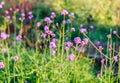 Verbena purple flower sunshine in garden