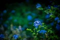 Verbena purple flowers on beautiful bokeh background