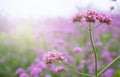 Verbena Purple flowers in the park