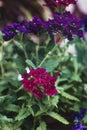 Verbena purple-violet and dark crimson flowers close-up