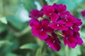 Verbena purple-violet and dark crimson flowers close-up