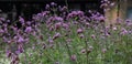 Verbena or purpletop vervain blossoms meadow background Royalty Free Stock Photo