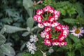 Verbena Rigid Flowers Makro