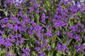 Verbena rigida flowers