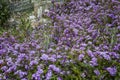 Verbena in the spring garden. Nature wakes up and makes us happy even in the desert.