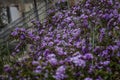 Verbena in the spring garden. Nature wakes up and makes us happy even in the desert.