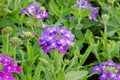 Verbena (verbenas or vervains ) Royalty Free Stock Photo