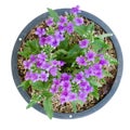 Verbena (verbenas or vervains ) Royalty Free Stock Photo