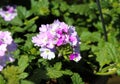 verbena wicked purple flowers or Sea heart (garden verbena