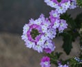 verbena wicked purple flowers or Sea heart (garden verbena