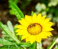 Verbina hybrida flower in the royal flora chiangmai Thailand. Royalty Free Stock Photo