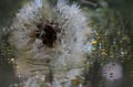 ÃÅ¾verblown dandelion with drops of water - close up