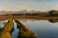Vercelli rice fields Royalty Free Stock Photo