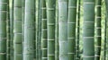 Verdant Bamboo Forest Serenity - A Tranquil Green Oasis
