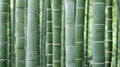 Verdant Bamboo Forest Serenity - A Tranquil Green Oasis Royalty Free Stock Photo
