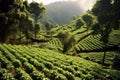 Verdant Coffee Plantation With Rows Of Coffee Bean Trees. Generative AI