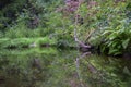 Verdant creek shoreline in Pescadero Creek Park; plants reflected in the water surface Royalty Free Stock Photo