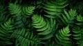 Verdant Fern Leaves in Lush Forest Undergrowth