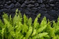 Verdant Ferns Against a Black Lava Rock Wall in a Natural Pattern Royalty Free Stock Photo