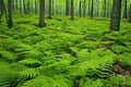 verdant ferns covering the forest floor