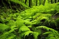 verdant ferns covering the forest floor