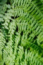 Verdant ferns growing in the forest, California