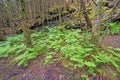 Verdant Ferns Growing on the Forest Floor Royalty Free Stock Photo