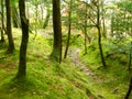 Verdant Forest